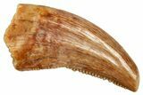 Serrated, Dromaeosaurid Theropod (Acheroraptor) Tooth - Montana #326490-1